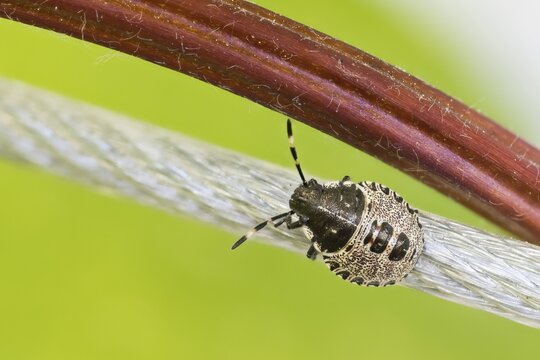 A Raphigaster nebulosa (Rhaphigaster nebulosa), nymph, on a wire in a green environment, Hesse, Germany