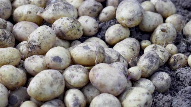 Freshly harvested potatoes falling onto a pile