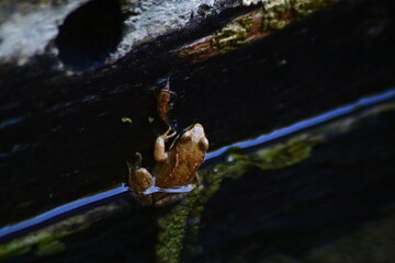 frog in the pond