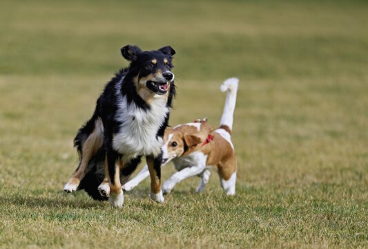 Mixed breed dog between Border Collie and Australian Shepherd plays with Beagle, Switzerland