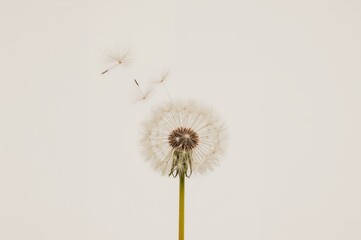 Fototapeta premium Isolated dandelion seeds drifting in the air