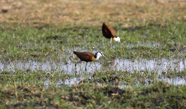 Blue-fronted Jacamar Sandgrouse (Actophilornis africanus) foraging in the water, Okavango Delta, Moremi Game Reserve, Botswana