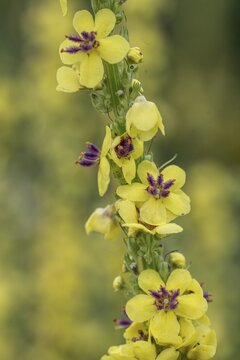 Dark mullein (Verbascum nigrum), Emsland, Lower Saxony, Germany