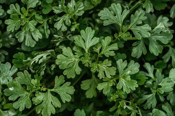 Close-up of seeds on a coriander plant