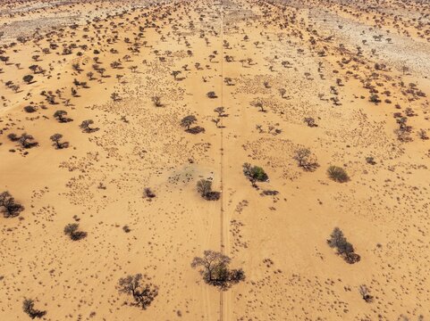 Linear sand dunes grown with camelthorn trees (Vachellia erioloba) in the Kalahari Desert. The fence in the middle separate two neighbouring farmlands. Aerial view. Drone shot. Namibia