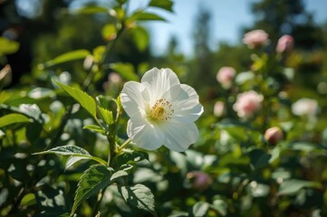 Detailed view of a mallow blossom surrounded by natural scenery