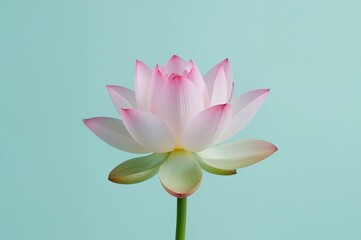Vibrant Lotus Blossom Rendered in Gentle Pastel Shades for a Background