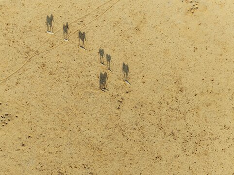 Hartmann's Mountain Zebra (Equus zebra hartmannae). Roaming an arid plain at the edge of the Namib Desert. Aerial view. Drone shot. Namibia