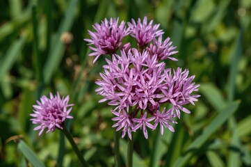 Fototapeta premium Summer blooming edible onion herb with pink-purple flowers