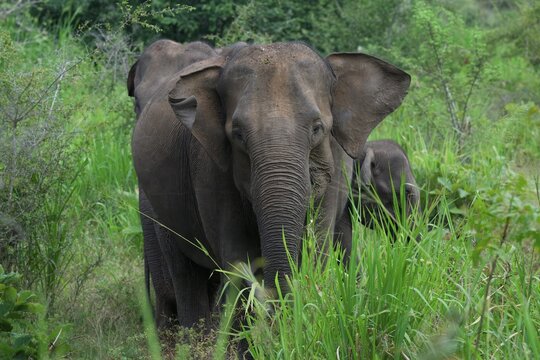 Sri Lankan elephant (Elephas maximus maximus) walking through high grass, Hurulu Forest Reserve, Sri Lanka