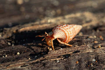 hermit crab or kelomang from tropical beach bali indonesia