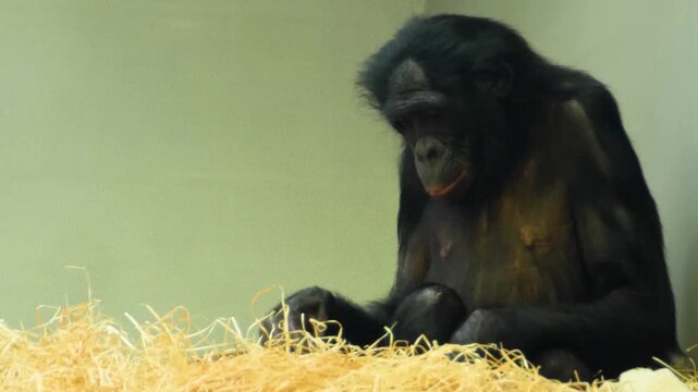 Close up bonobo monkey sitting in hey and adjusting it