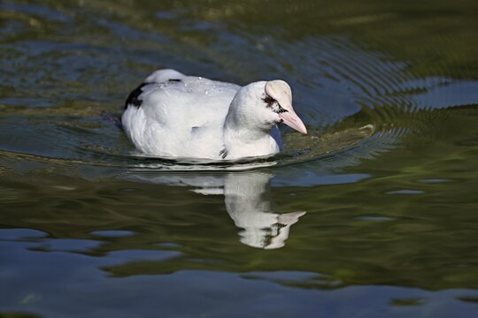 Eurasian Coot (Fulica atra), leucistic, partly albino, swimming, Lake Zug, Switzerland