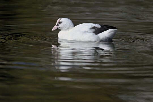 Eurasian Coot (Fulica atra), leucistic, partly albino, swimming, Lake Zug, Switzerland