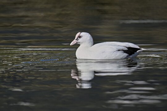 Eurasian Coot (Fulica atra), leucistic, partly albino, swimming, Lake Zug, Switzerland