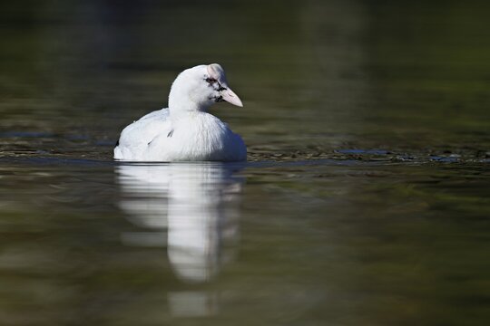 Eurasian Coot (Fulica atra), leucistic, partly albino, swimming, Lake Zug, Switzerland