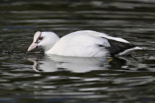 Eurasian Coot (Fulica atra), leucistic, partly albino, swimming, Lake Zug, Switzerland