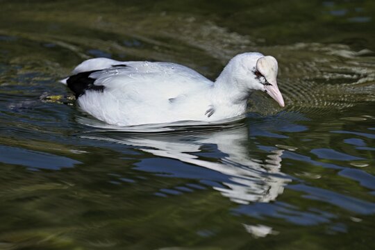 Eurasian Coot (Fulica atra), leucistic, partly albino, swimming, Lake Zug, Switzerland