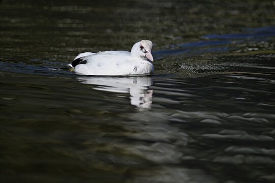Eurasian Coot (Fulica atra), leucistic, partly albino, swimming, Lake Zug, Switzerland