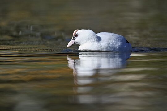 Eurasian Coot (Fulica atra), leucistic, partly albino, swimming, Lake Zug, Switzerland