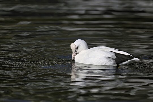 Eurasian Coot (Fulica atra), leucistic, partly albino, swimming, Lake Zug, Switzerland