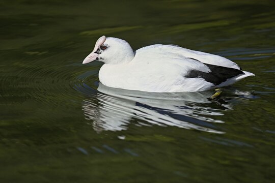 Eurasian Coot (Fulica atra), leucistic, partly albino, swimming, Lake Zug, Switzerland