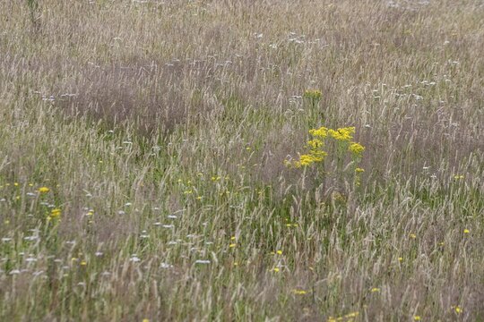 Meadow with ragwort (Senecio jacobaea), Emsland, Lower Saxony, Germany