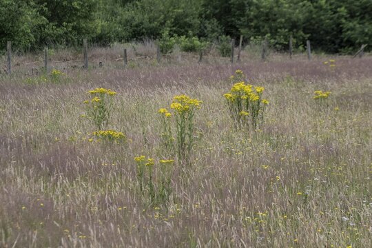 Meadow with ragwort (Senecio jacobaea), Emsland, Lower Saxony, Germany