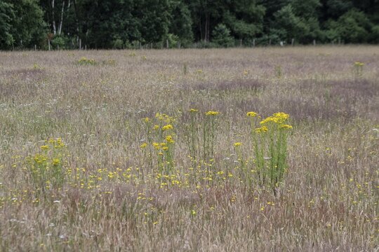 Meadow with ragwort (Senecio jacobaea), Emsland, Lower Saxony, Germany