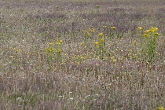 Meadow with ragwort (Senecio jacobaea), Emsland, Lower Saxony, Germany