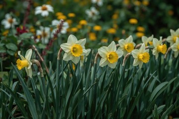 Line of daffodils prior to flowering