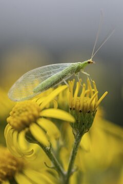 Lacewing (Chrysoperla carnea) on ragwort (Senecio jacobaea), Emsland, Lower Saxony, Germany