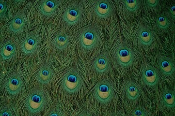 Detailed view of the vibrant hues on a male peacock's tail feathers