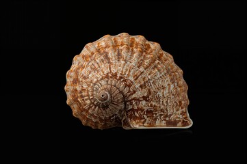 Close-up shot of a marine shell on a dark backdrop