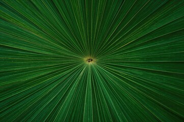 Obraz premium Intricate palm leaf pattern forming a natural symmetry