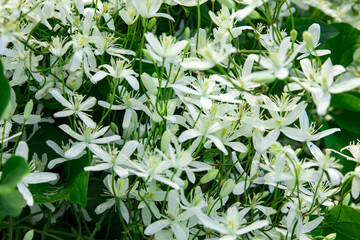 White flowering plants bloom abundantly in a lush green garden during late spring creating a vibrant natural atmosphere