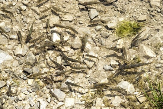 Small fish in Gai&szlig;alpsee, near Oberstdorf, Oberallg&auml;u, Allg&auml;u, Bavaria, Germany