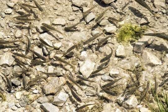 Small fish in Gai&szlig;alpsee, near Oberstdorf, Oberallg&auml;u, Allg&auml;u, Bavaria, Germany