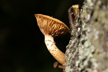 Brown mushroom growing on the side of a tree trunk in a forest during daytime in autumn showcasing nature's beauty