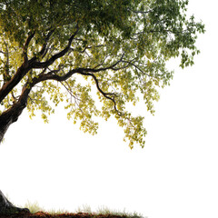 Fototapeta premium Lush tree branches over a dark background