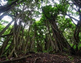 Obraz premium Lush forest canopy, tall trees, intricate root system