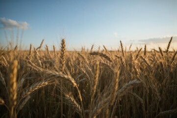 Sunset over a wheat field in summer close-up