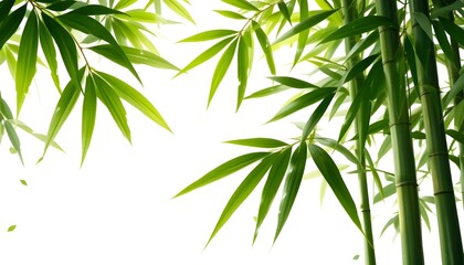 Naklejka premium Green bamboo leaves on isolated transparent background. 
