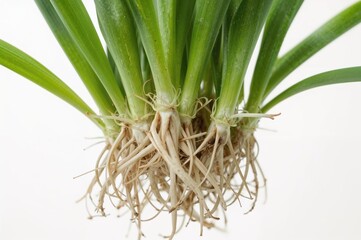 Obraz premium Detailed view of aquatic plant with vibrant green foliage and suspended roots on a pure white backdrop.