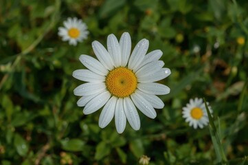Fototapeta premium Close-up of a daisy covered in dew drops in a lush green field. Fresh summer morning with water droplets on white petals of a chamomile flower.
