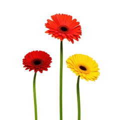 Three vibrant gerbera daisies with red and yellow petals, slender green stems, and textured black centers against a stark transparent background.