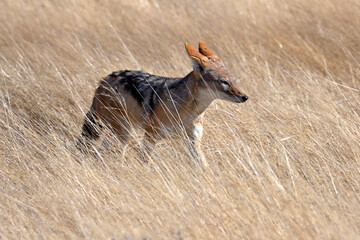 Portrait of a black-backed Jackal. Etosha National Park