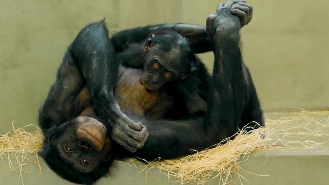 Close up bonobo baby monkey laying on top of his mother drinking milk from her breast.