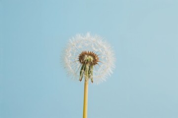 Obraz premium Fluffy Seed Head of a Common Weed