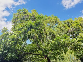 Fototapeta premium Catalpa bignonioide.